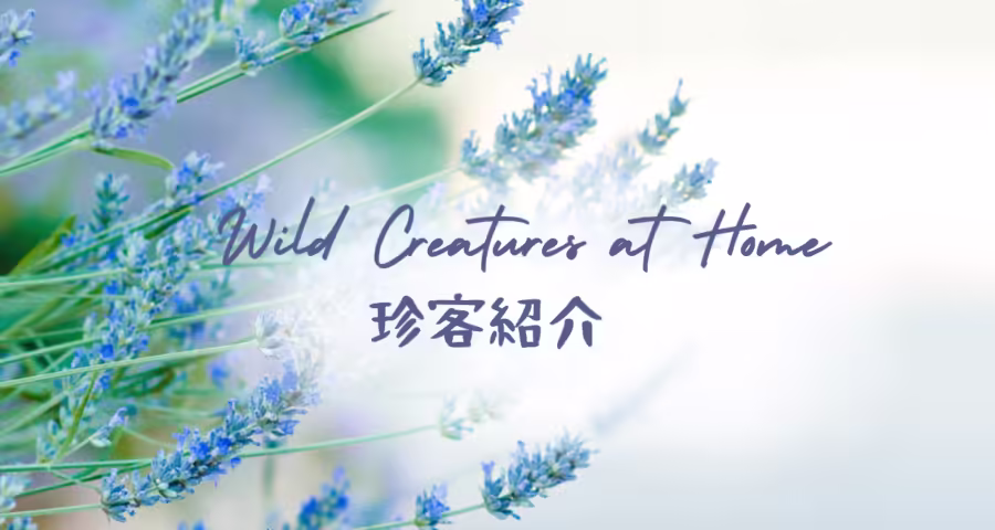 春の珍客（人間ではない）