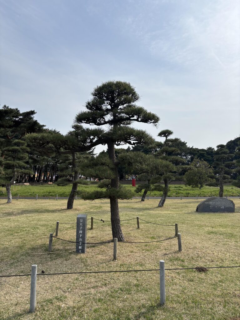 徳仁殿下お手植えの松
