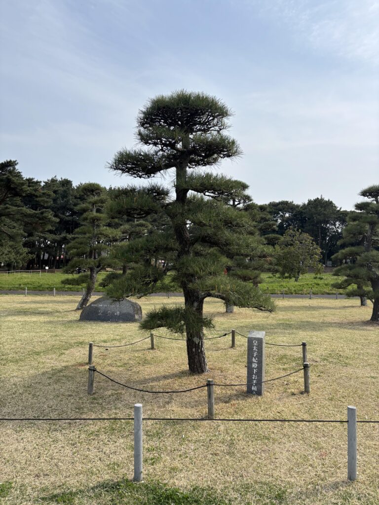 雅子妃殿下お手植えの松