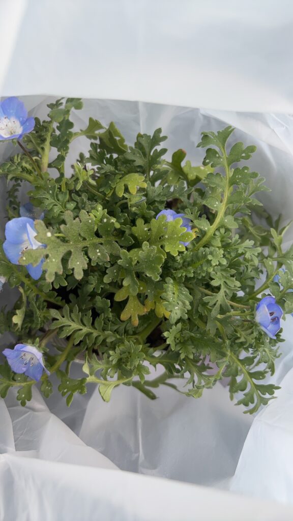 鉢植えネモフィラ01