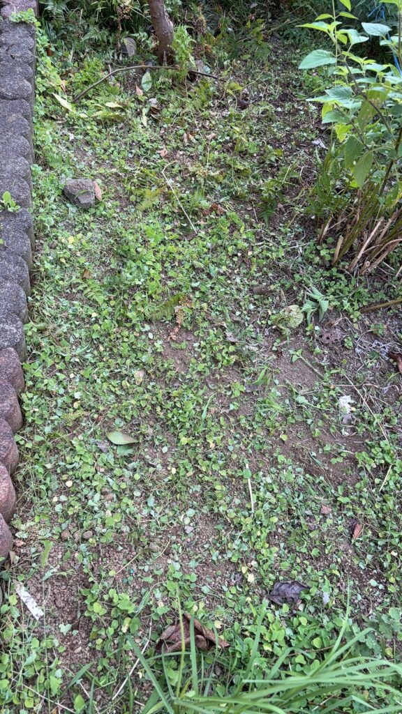 芝バリカンで雑草を刈った後