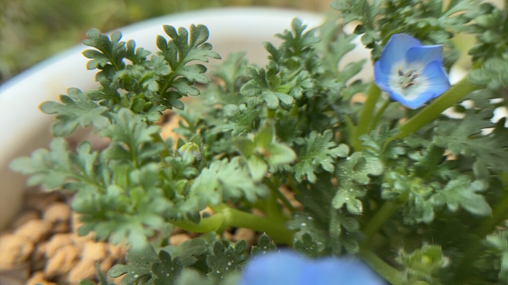 近所のホームセンターさんのネモフィラ