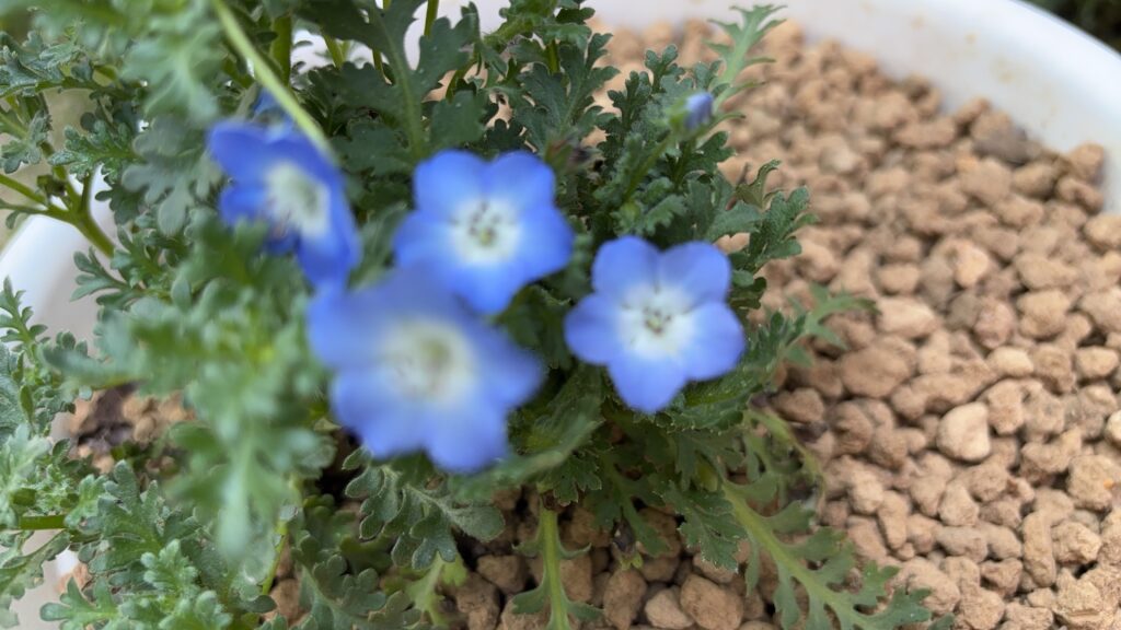 まだまだ頑張るネモフィラ