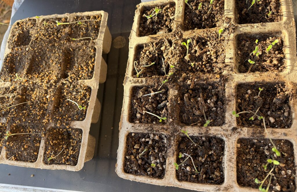 ネモフィラの芽