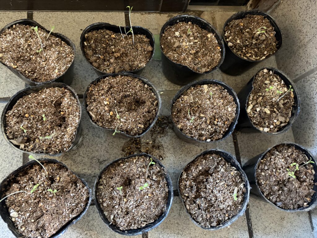 ネモフィラ苗作りのスタート