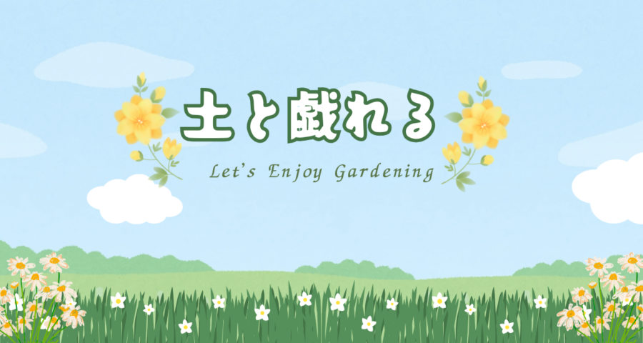 #ネモフィラ　#実生　種から育ててみるチャレンジ（１）