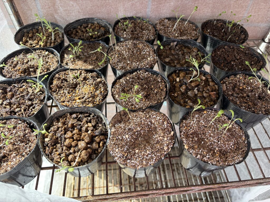 ネモフィラの苗　2026/02/28撮影