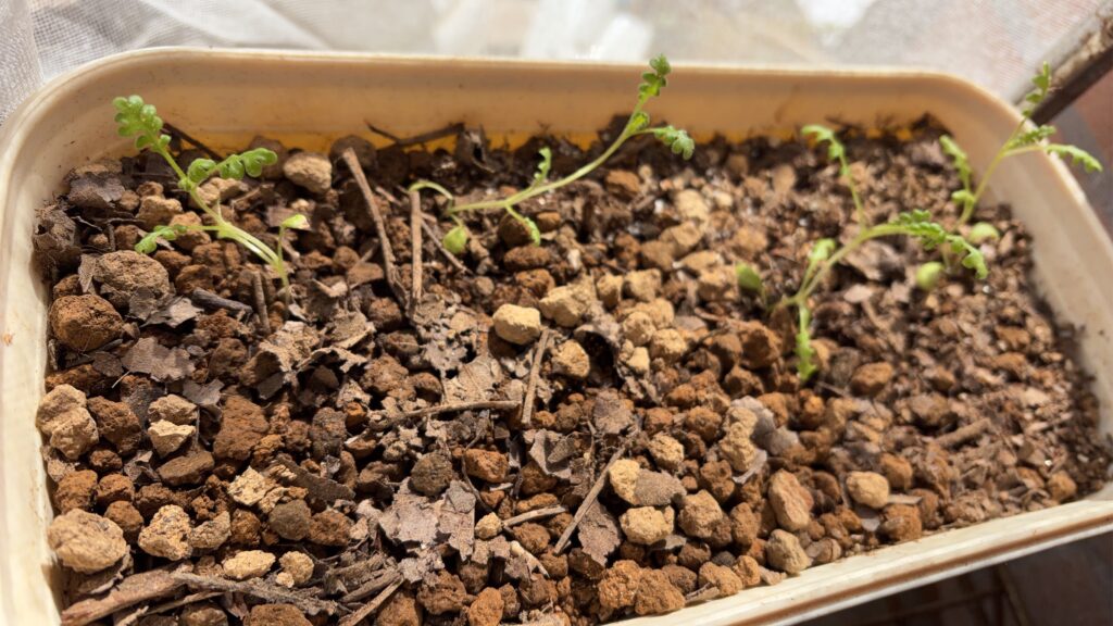 種からネモフィラ初定植2026/03/15