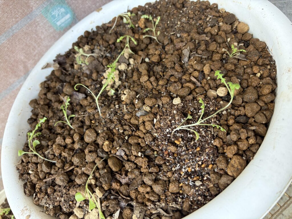 脚付きプランターに本植えの実生ネモフィラ