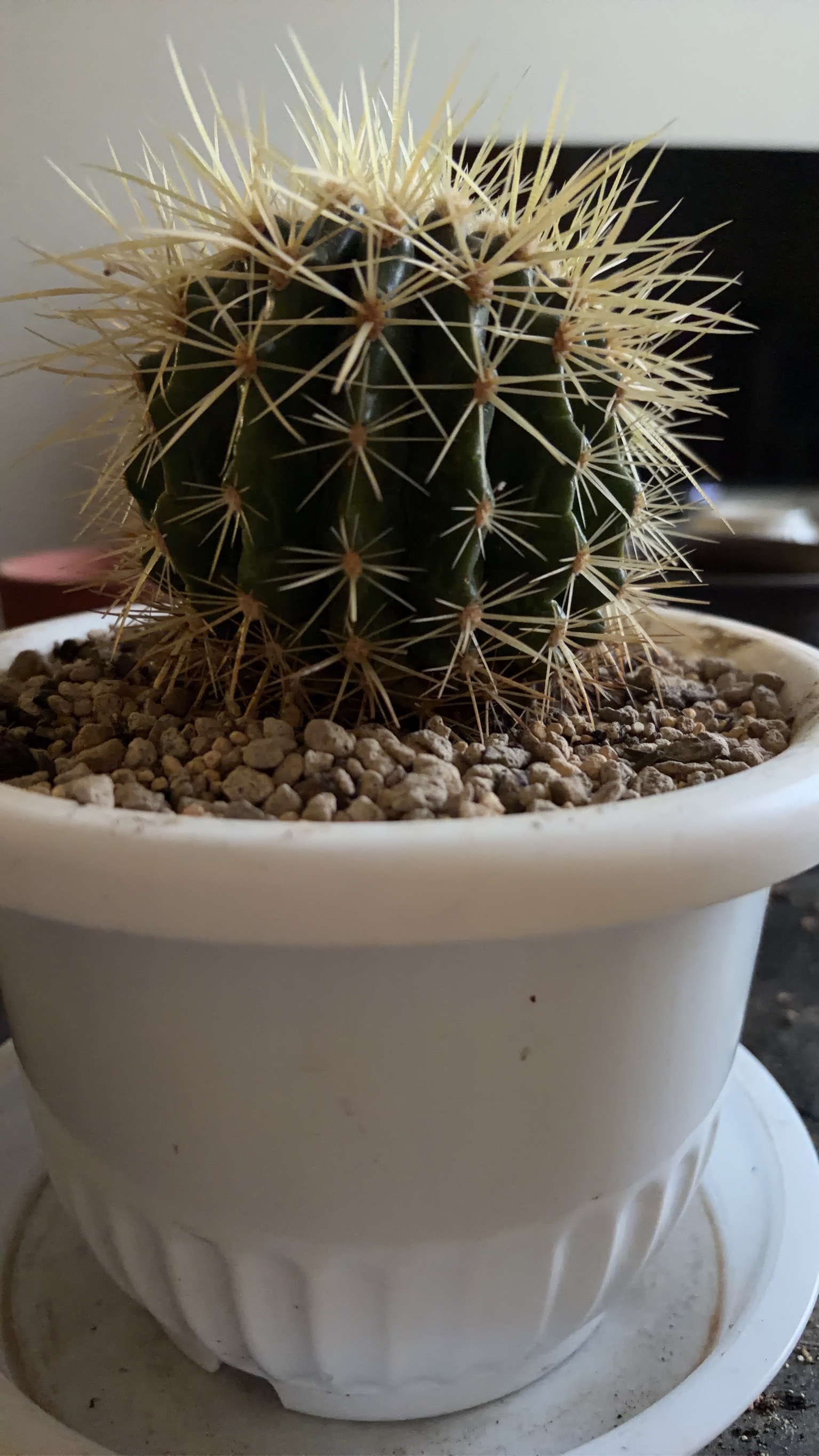 金鯱　2025年にお迎え