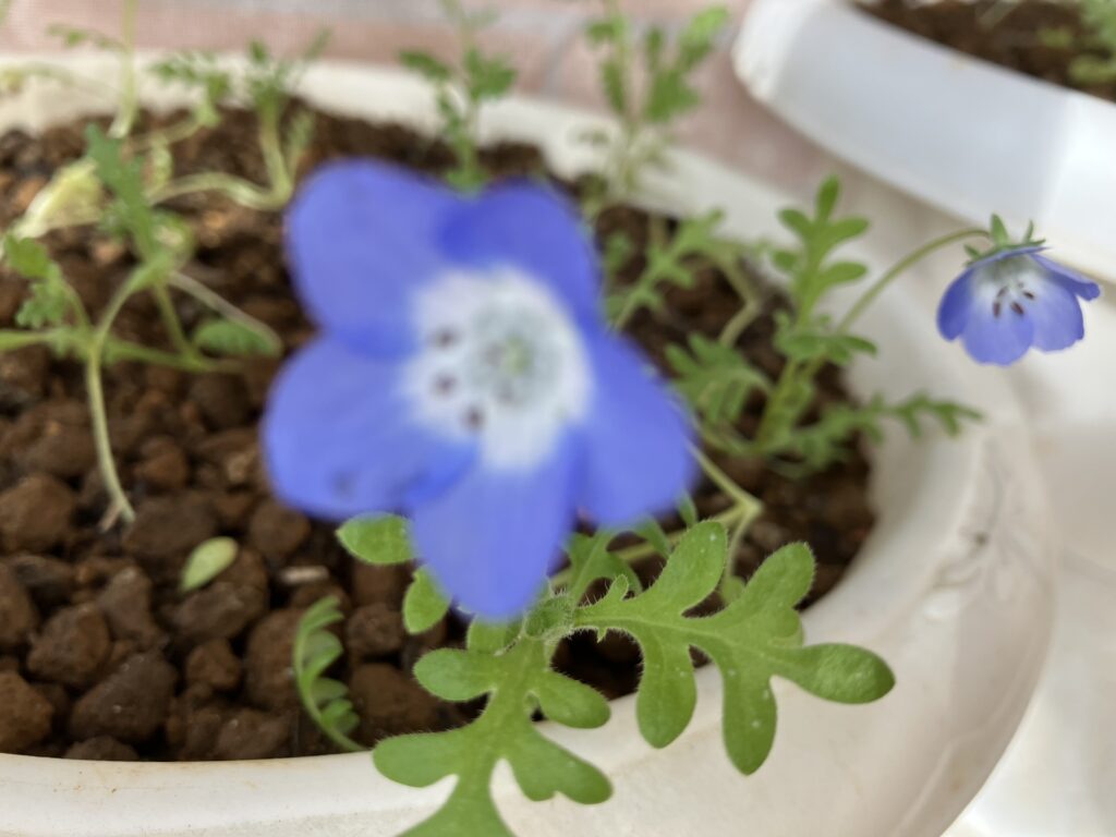 種から育てたネモフィラの開花